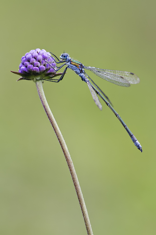 Emerald Damselfly 4